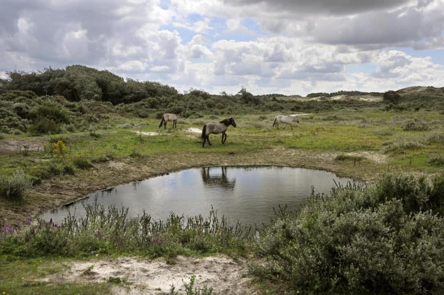 Vakantiehuisje De Panne Vlak Aan Plopsaland En De Zee Extérieur photo